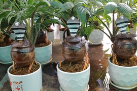 Bonsai hình rắn độc đáo chơi Tết Ất Tỵ 2025