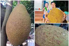 Sửng sốt những trái mít khổng lồ xôn xao thị trường Việt 