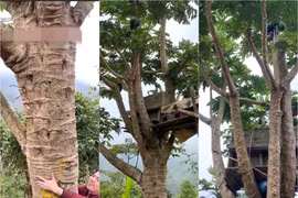 Cây đu đủ cao gần 10 mét, sai quả đang gây sốt mạng 
