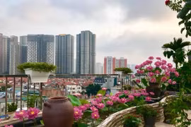 Cận cảnh hồ sen đẹp rực rỡ trên sân thượng