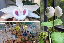 Gallery - LAN ĐỘT BIẾN TRĂM TỶ - image 17