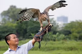 Thú chơi chim đại bàng của đại gia Việt tốn kém thế nào?