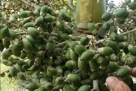 Loại quả trước bỏ đi giờ thành đặc sản, muốn mua không dễ 
