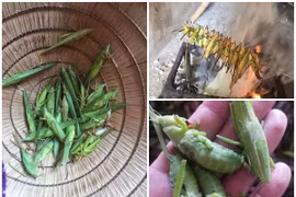 Loài côn trùng bay đầy đồng gần triệu đồng/kg khiến nhà giàu “săn lùng“