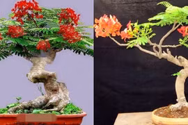 Mê mẩn những chậu phượng vĩ bonsai độc nhất vô nhị