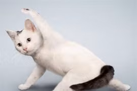 “Chết cười” với cảnh động vật tập yoga và dưỡng sinh 