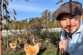 Bên trong nông trại trồng rau nuôi gà của David Beckham