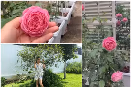 Vườn hồng tuyệt đẹp trong biệt thự của Ốc Thanh Vân