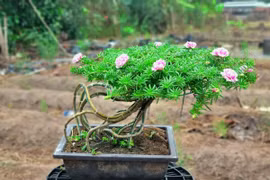 Cây mọc bờ rào lên chậu thành bonsai vài chục triệu đồng