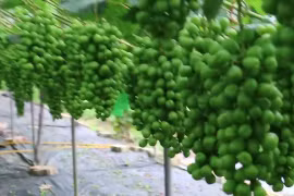 Nho sữa Hàn Quốc hút khách đại gia Việt được trồng thế nào?