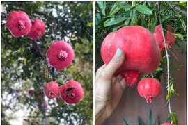 Đã mắt vườn lựu chín trong vườn nhà Dương Mỹ Linh