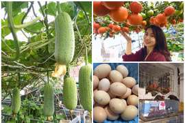 Ngôi nhà có khu vườn trồng rau nuôi gà trên sân thượng ở Hà Nội