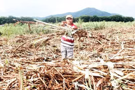Hàng trăm tấn mía sắp thành củi vì nhà máy từ chối mua