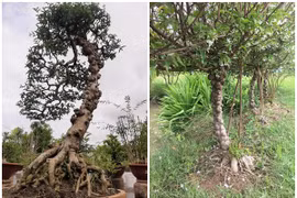Gallery - Hoa Cây Cảnh Độc Lạ - image 16