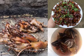 3 loài hôi hám ai cũng “né” thành đặc sản hút đại gia 