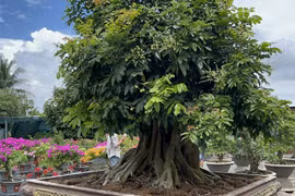 Mê mẩn nhãn cổ thụ cực độc có giá hàng trăm triệu 