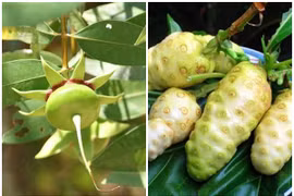 Bất ngờ 2 loại quả “nhà nghèo” thành đặc sản xuất khẩu