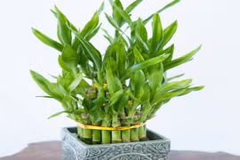 Trồng 5 loại cây phong thủy này ở đâu, tiền bạc ào ào chảy về nơi đó