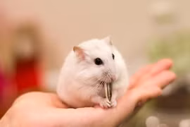 Chuột hamster không còn hàng để bán trước Tết Canh Tý 2020