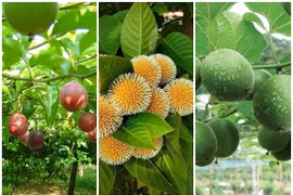 3 loại quả đặc sản mang về nguồn thu nhập đáng kể cho nông dân