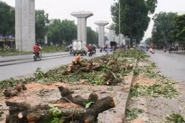Công ty Công viên cây xanh trúng loạt gói thầu khủng tại Sở Xây dựng Hà Nội