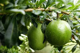 Sự thực về quả đào tiên giúp kéo dài tuổi thọ