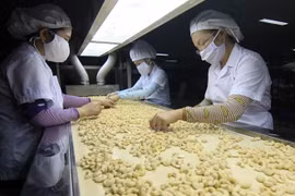 Công ty môi giới nào liên quan tới vụ nghi lừa đảo 100 container﻿﻿ hạt điều xuất sang Ý?