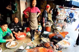 Từ 1/1/2020, không được để vật nuôi chứng kiến đồng loại bị giết mổ