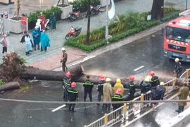 Cây cổ thụ cao hàng chục mét đổ đè người đàn ông trên phố Sài Gòn