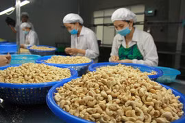 Xuất khẩu hạt điều tăng lượng, giảm giá