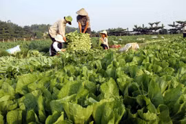 Nông nghiệp 4.0: Gian nan khởi nghiệp