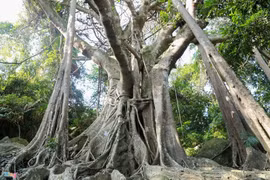 Đa là cây bất tử