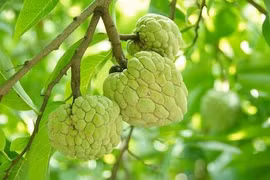 Quả na tốt cho trí não