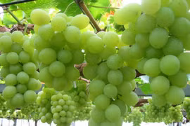 Ăn nho cả vỏ và hạt