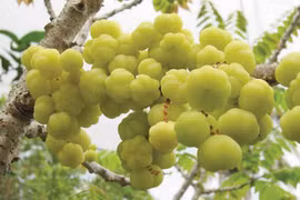 Chùm ruột: Thức ăn & vị thuốc thanh nhiệt, giải độc