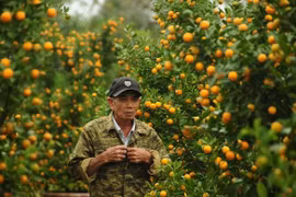 quất miền trung