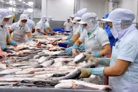 Kim ngạch xuất khẩu cá tra đang giảm mạnh