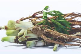 Đương quy: “Thánh dược” bổ máu