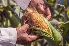 Úc dỡ bỏ lệnh hạn chế cây trồng BĐG, Brazil cho phép nhập khẩu ngô BĐG