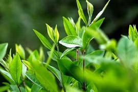 Chè xanh giải nhiệt