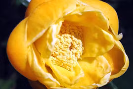 Trà hoa vàng được trồng ở đâu?
