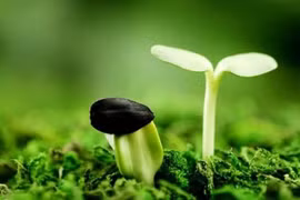 Sóng siêu âm làm hạt nảy mầm nhanh
