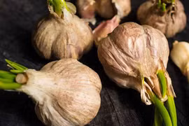 Dùng tỏi mọc mầm chữa ung thư?