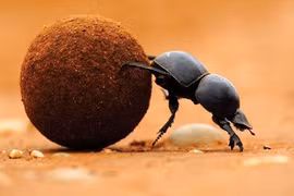 Bọ hung chữa mụn nhọt