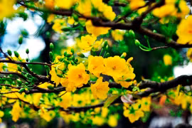 Giống mai vàng lâu tàn