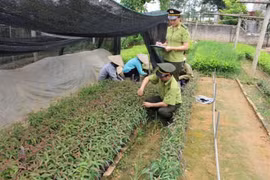 Bắc Giang: Trồng mới 983 ha rừng và 620.000 cây phân tán
