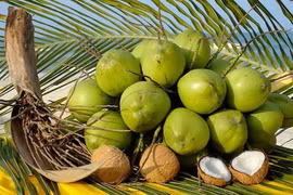 Bảo quản trái dừa tươi