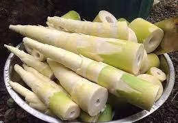 Ngộ độc vì ăn măng tươi không ngâm luộc kỹ