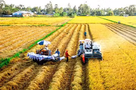 Giá lúa, gạo giảm nhẹ trong khi cà phê tăng
