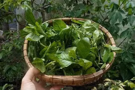 Không phải rau nào cũng ăn được